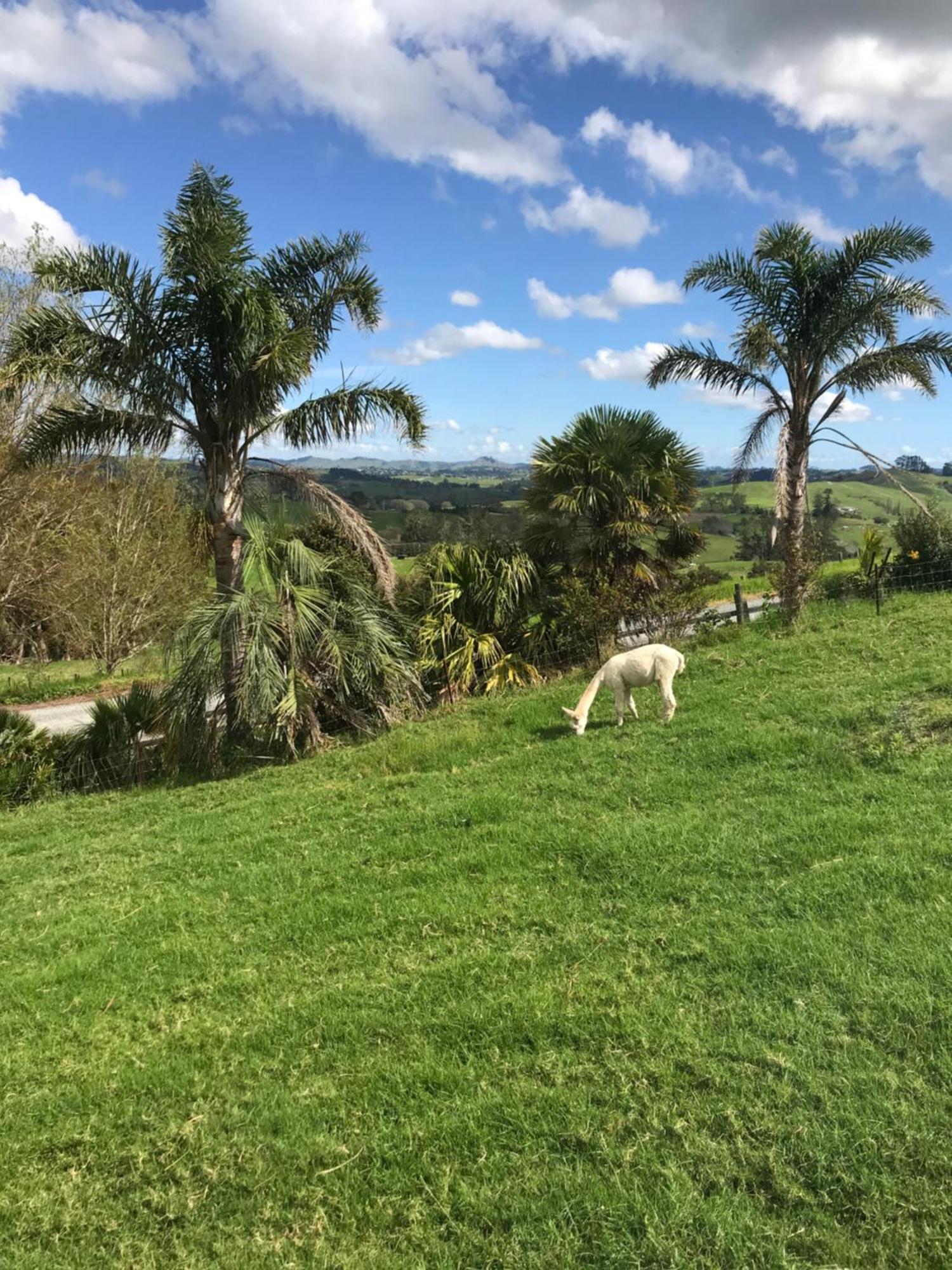 Tui Cottage Te Arai Buitenkant foto